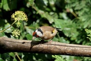 5th Oct 2021 - GOLDFINCH