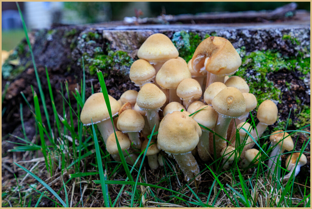Family of Toadstools by hjbenson