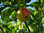 6th Oct 2021 - Sunlight on an apple tree.