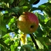 Sunlight on an apple tree. by grace55