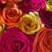 Roses Roses by craftymeg