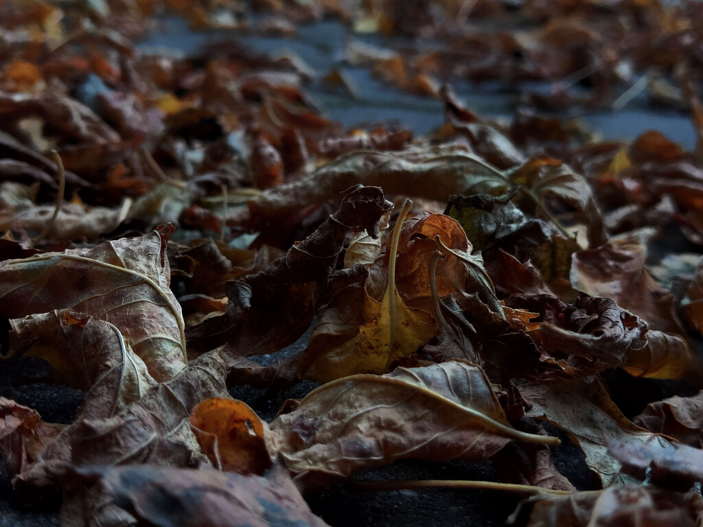 Autumn leaves by nmamaly