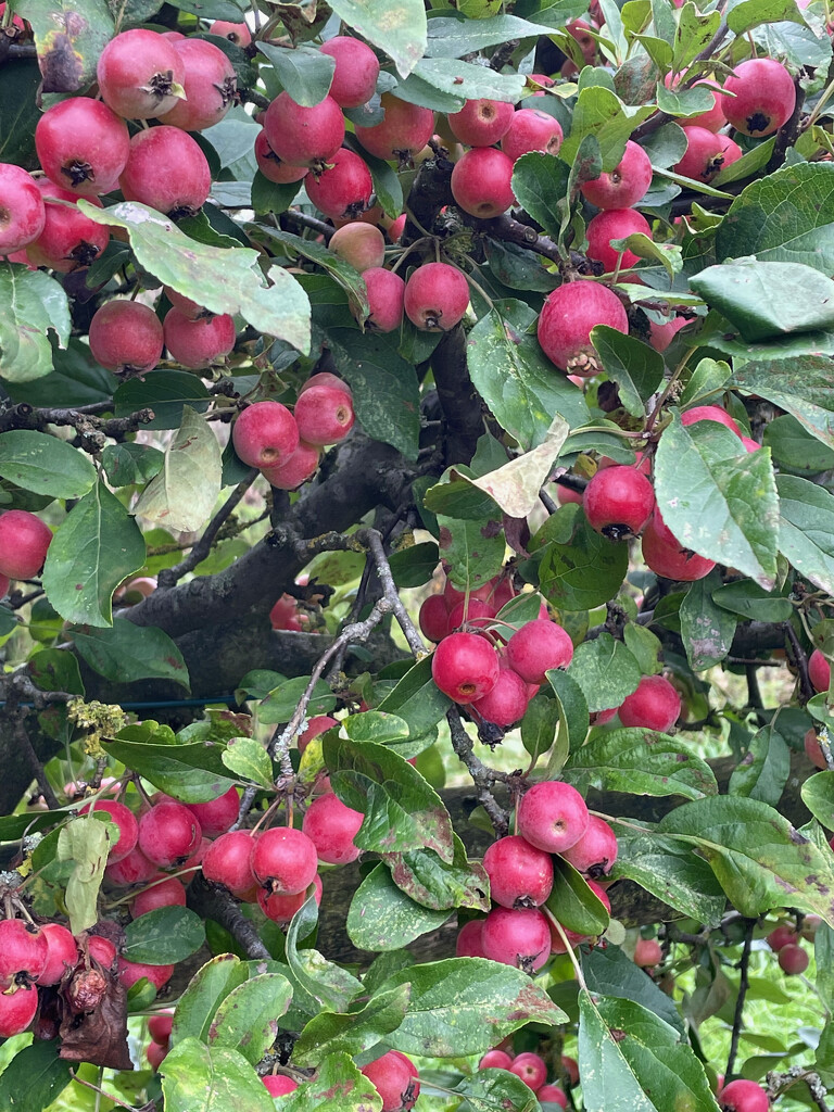 Crab Apple Hedge by 365projectmaxine