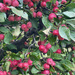Crab Apple Hedge by 365projectmaxine