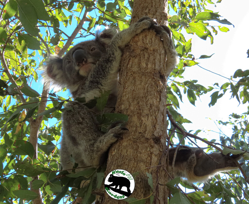 quite settled thanks by koalagardens