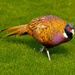 Pheasant - Fountains Abbey Grounds. by lumpiniman