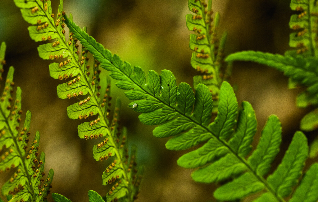 Ferns and Spores by mzzhope