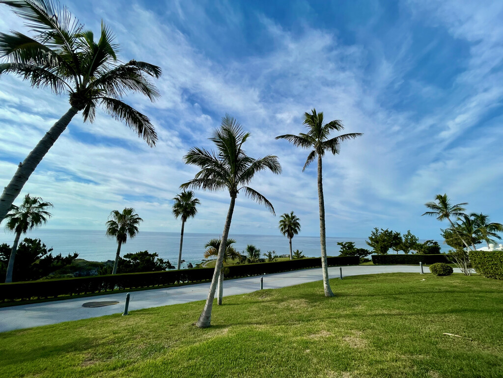 Palm trees by lisasavill