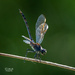 Dragonfly obelisk posture by photographycrazy
