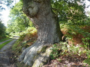 6th Oct 2021 - Old Oak - this interesting tree appears to be melting into the ground