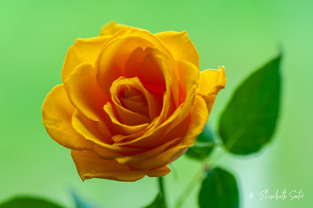 Yellow rose by elisasaeter