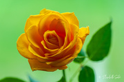 6th Oct 2021 - Yellow rose