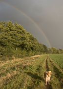 6th Oct 2021 - Goldie At The End Of The Rainbow