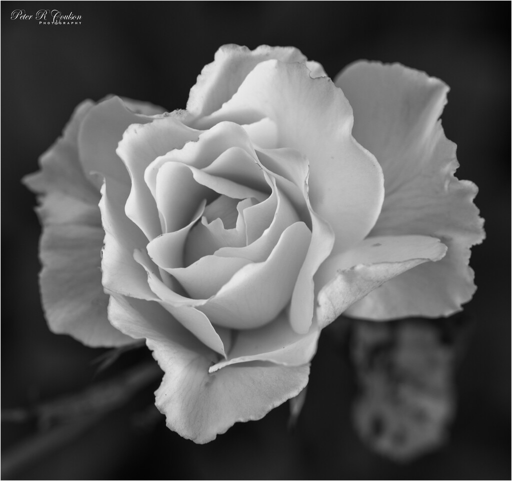 White Rose by pcoulson