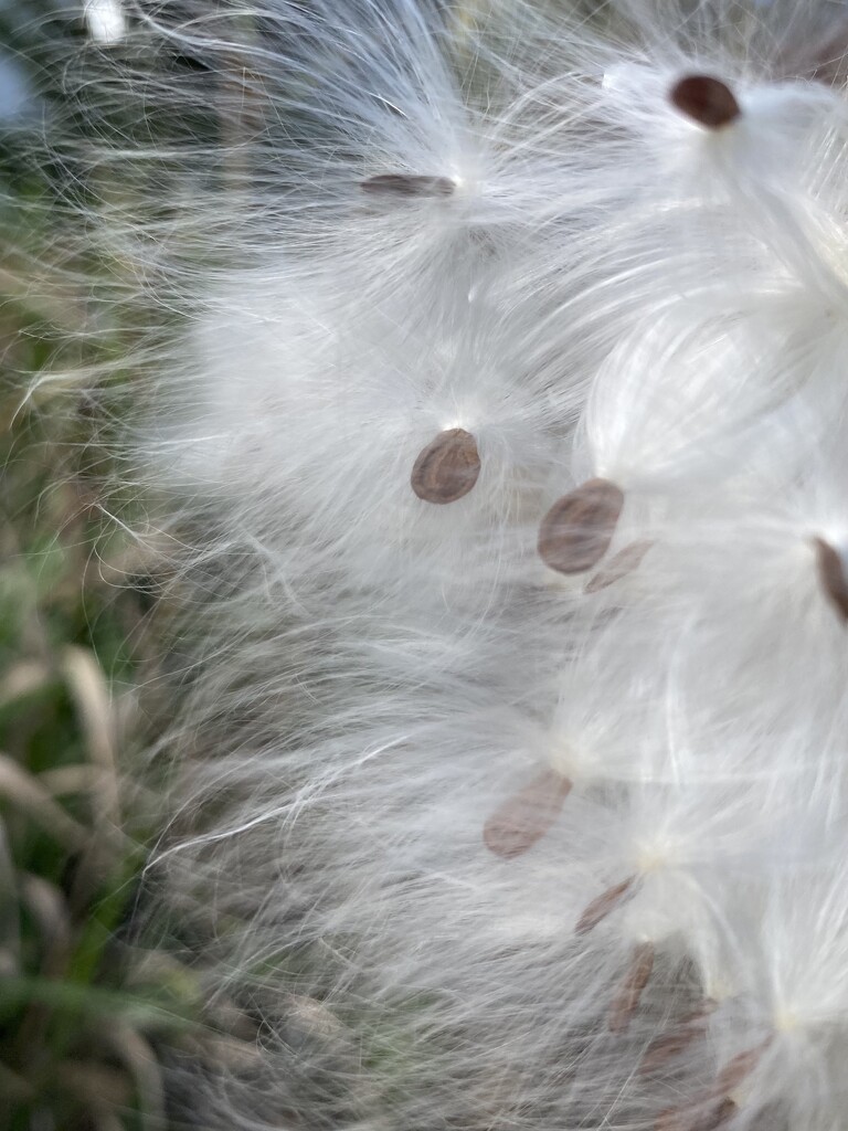 Milkweed seeds by 38dcmoder