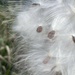 Milkweed seeds by 38dcmoder