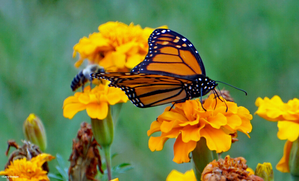 Monarch and friend by larrysphotos