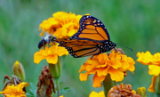 6th Oct 2021 - Monarch and friend