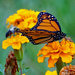 Monarch and friend by larrysphotos