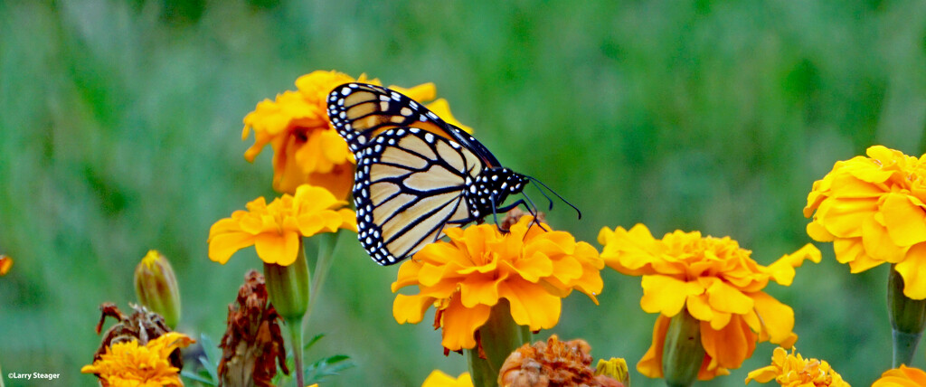 Milkweed butterfly by larrysphotos