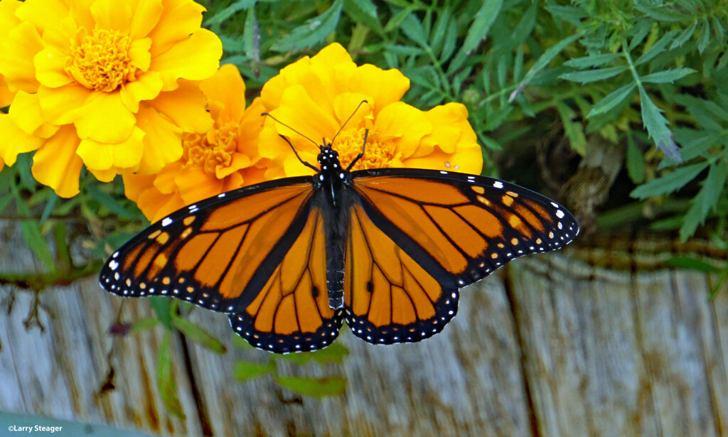 Monarch butterfly aka Milkweed butterfly by larrysphotos