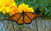 6th Oct 2021 - Monarch butterfly aka Milkweed butterfly