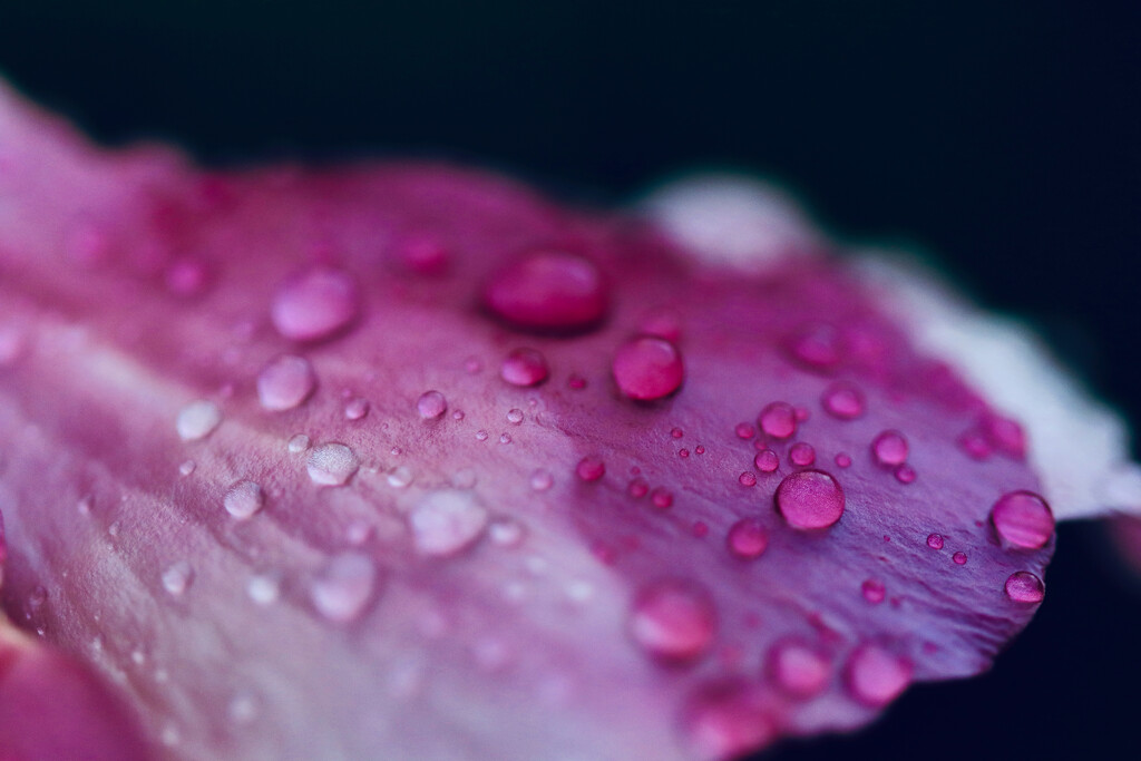 Raindrops on Hibiscus by lisasavill