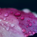 Raindrops on Hibiscus by lisasavill