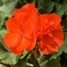 Our red geranium  by deidre