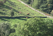 6th Oct 2021 - cows