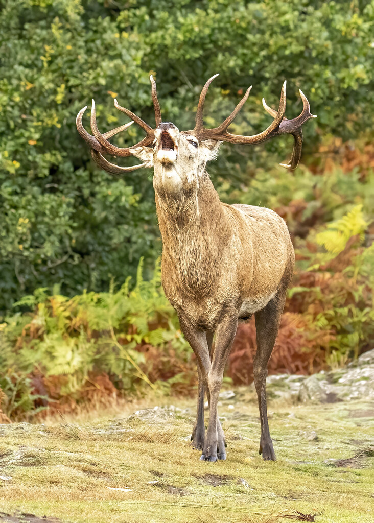 Red Stag Bellowing by shepherdmanswife