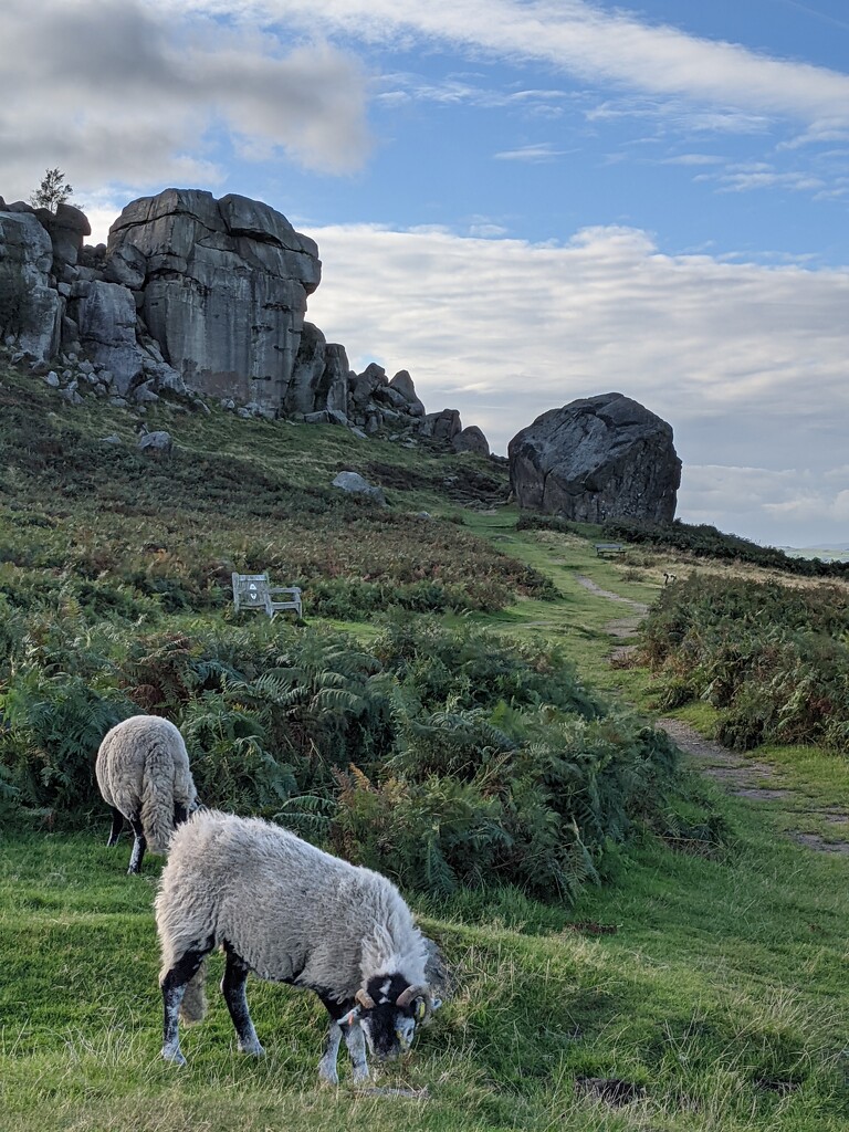 Cow and Calf Rocks Ilkley by yorkshirelady
