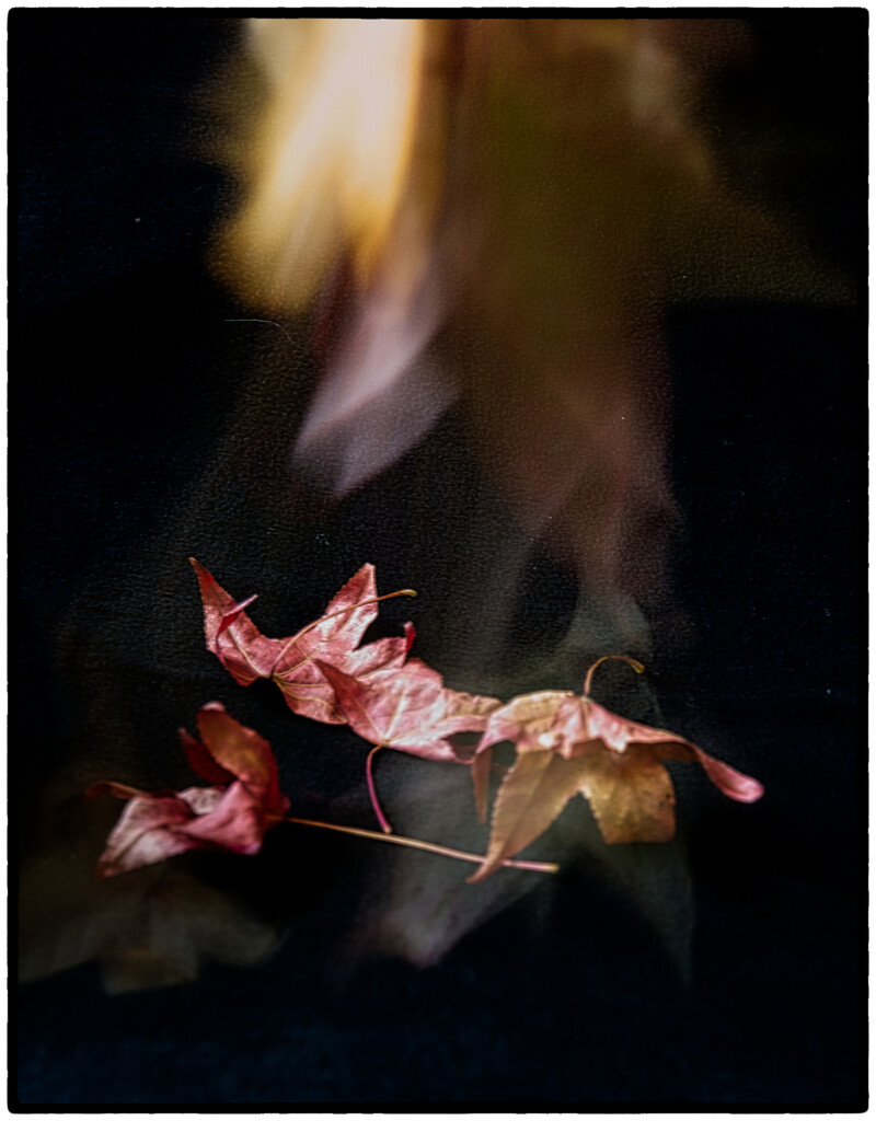 Falling Leaves by joysabin