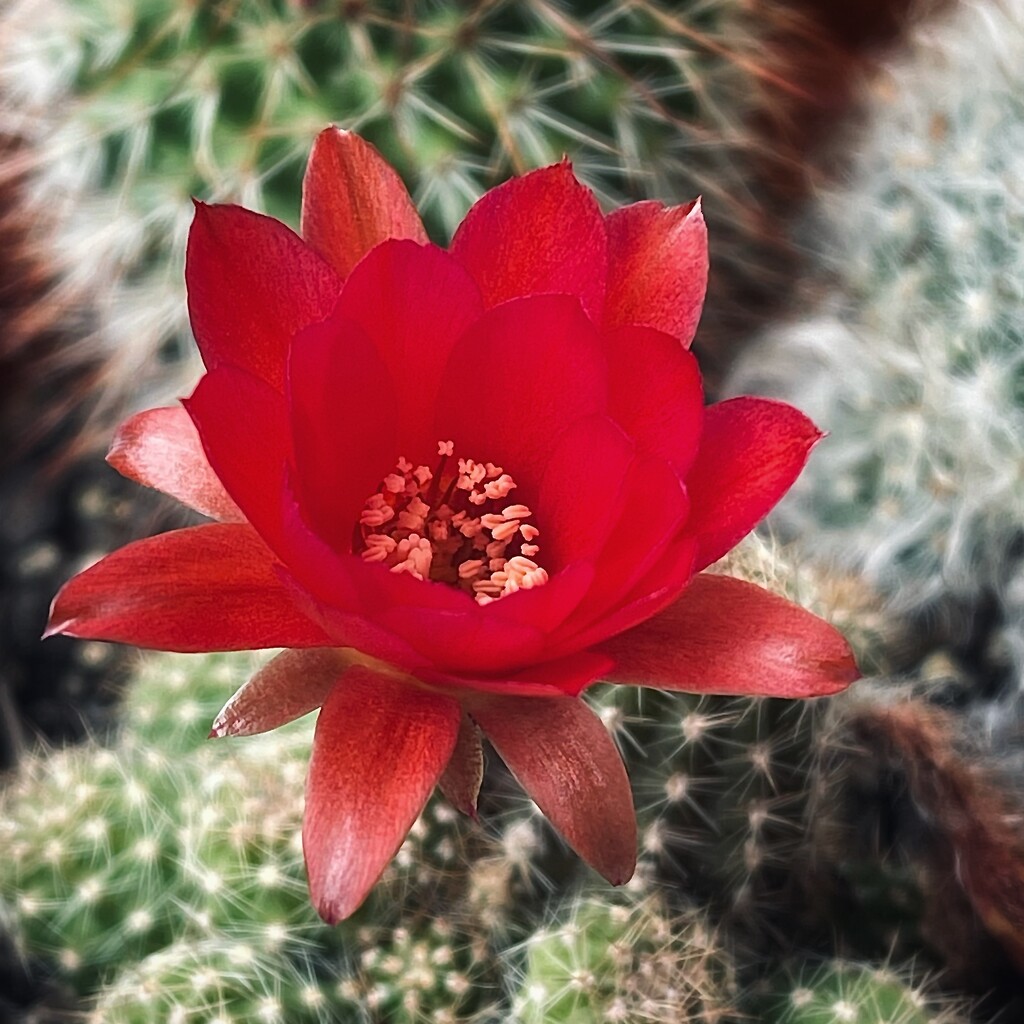 Cactus Flower by carolinesdreams