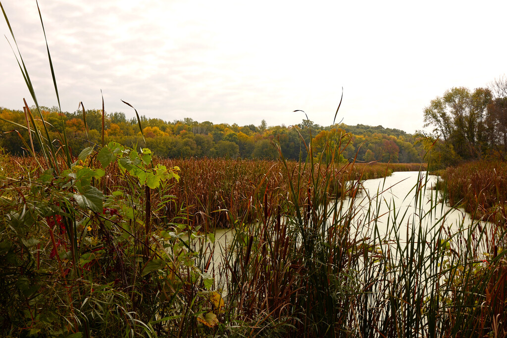 Wetlands in the Fall by tosee