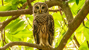 6th Oct 2021 - Barred Owl Keeping an Eye on Things!