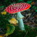 Amanita Muscaria by cdcook48