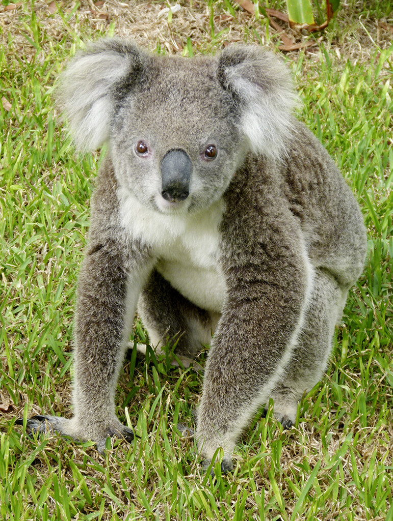 Koala For Katrina by onewing
