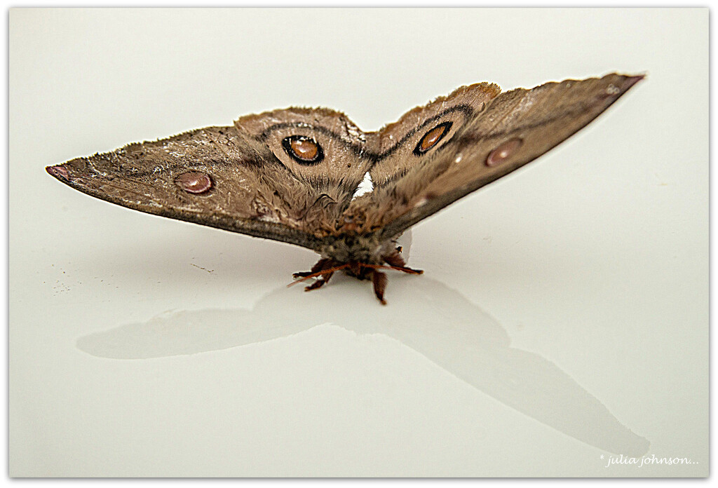 Gum Emperor Moth by julzmaioro