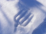 17th Jan 2011 - Clam Rake "Footprint" in Snow