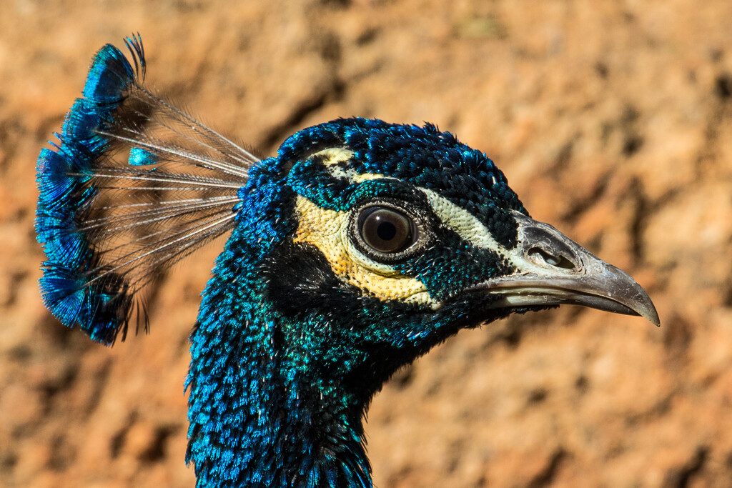 Peacock portrait by flyrobin