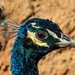 Peacock portrait by flyrobin