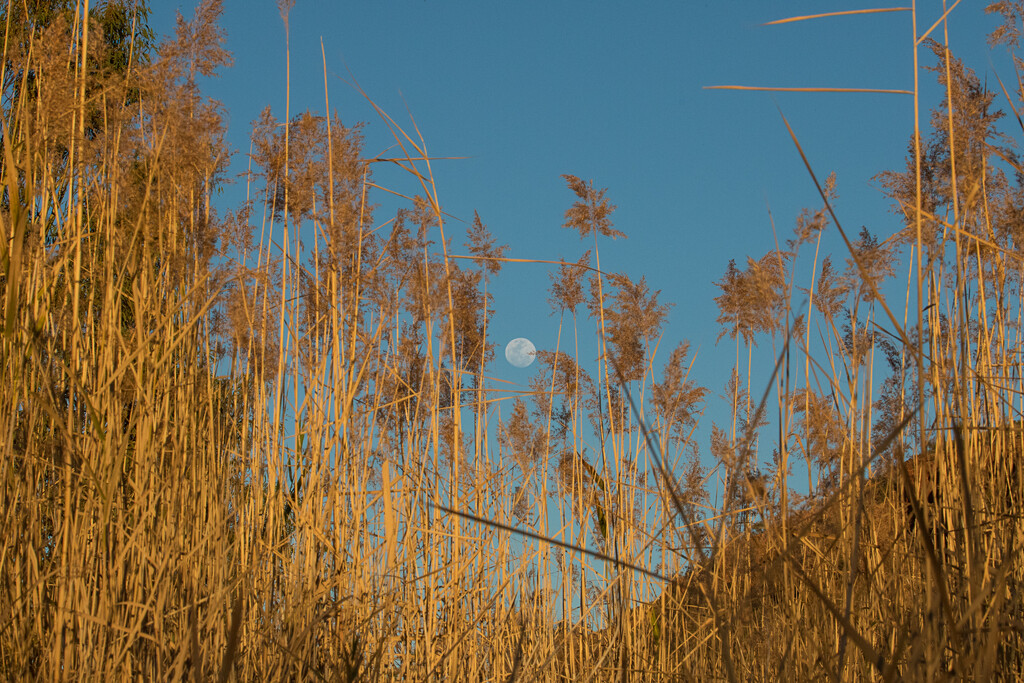 Moon amongst the grasses by flyrobin