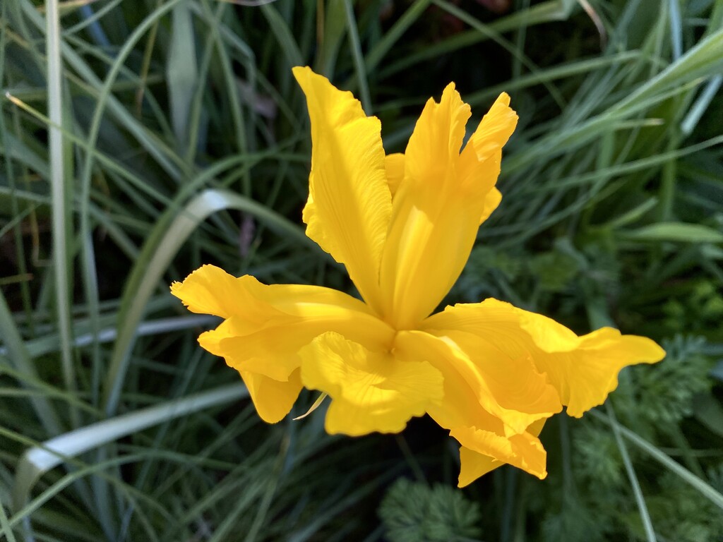 Yellow Iris  by nicolecampbell