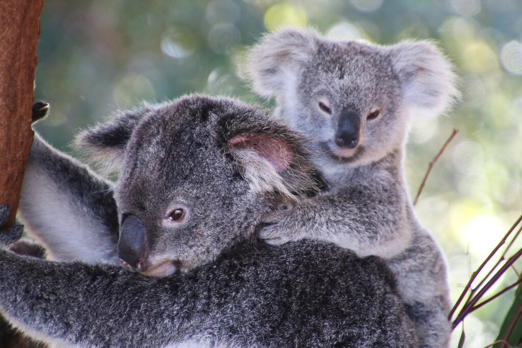 Another Koala for Katrina by terryliv