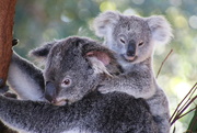 6th Oct 2021 - Another Koala for Katrina