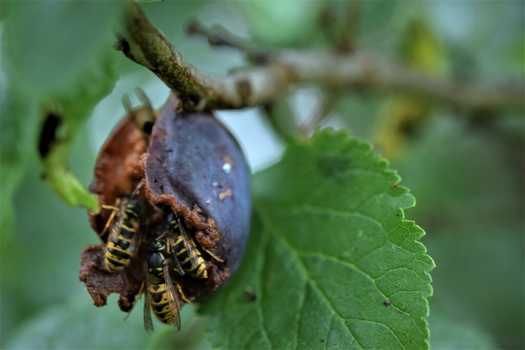 damson and wasps by christophercox