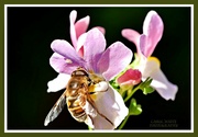 7th Oct 2021 - Hoverfly And Nemesia