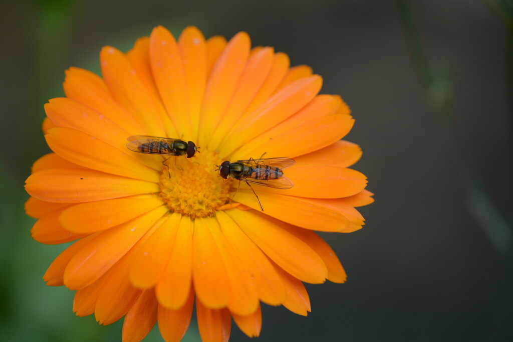 two hoverflies ......... by ziggy77