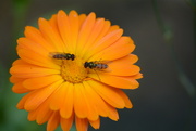 7th Oct 2021 - two hoverflies .........